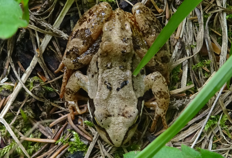 Rana temporaria (Brez-TN)